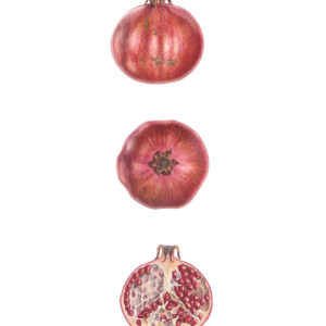 Melagrana, Pomegranate (Punica granatum) 