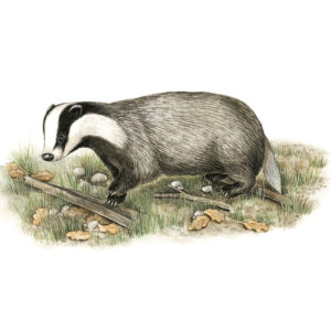 Tasso, European Badger (Meles meles) 