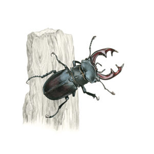 Cervo volante, Stag Beetle (Lucanus cervus) 