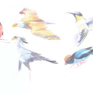 birds - color study