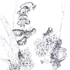 lichen studies