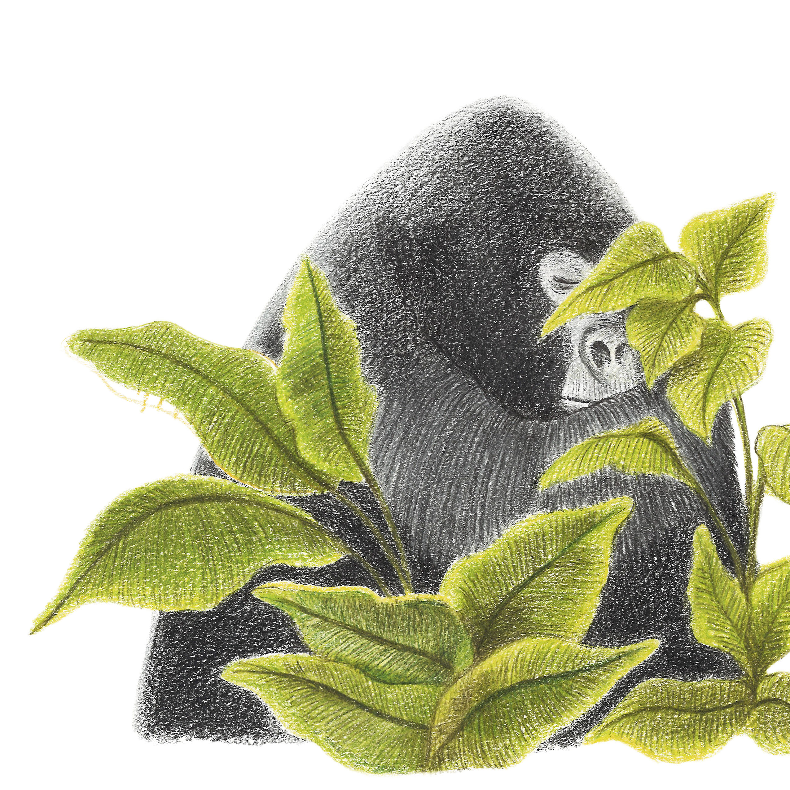 Gorillone tra le foglie