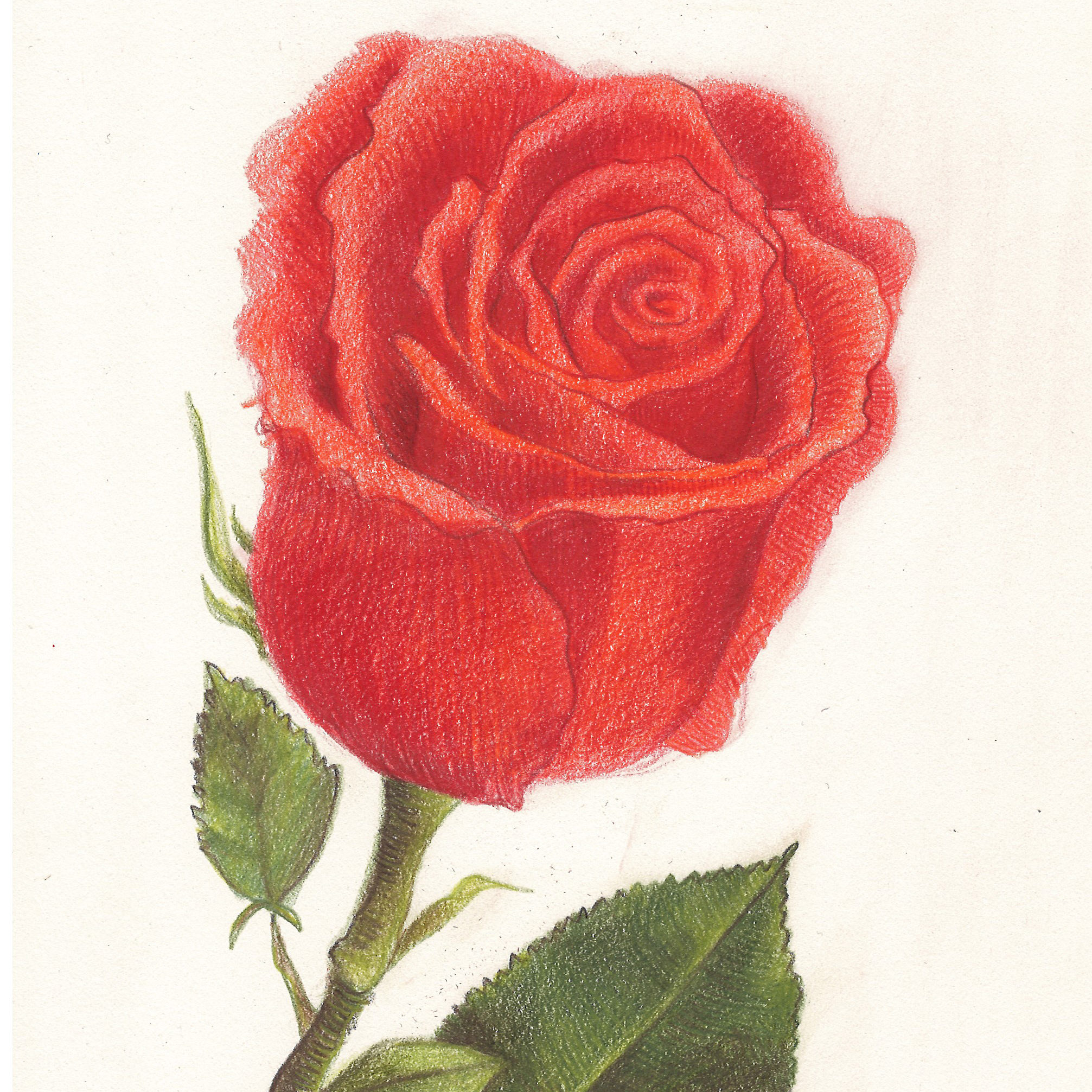 Una rosa