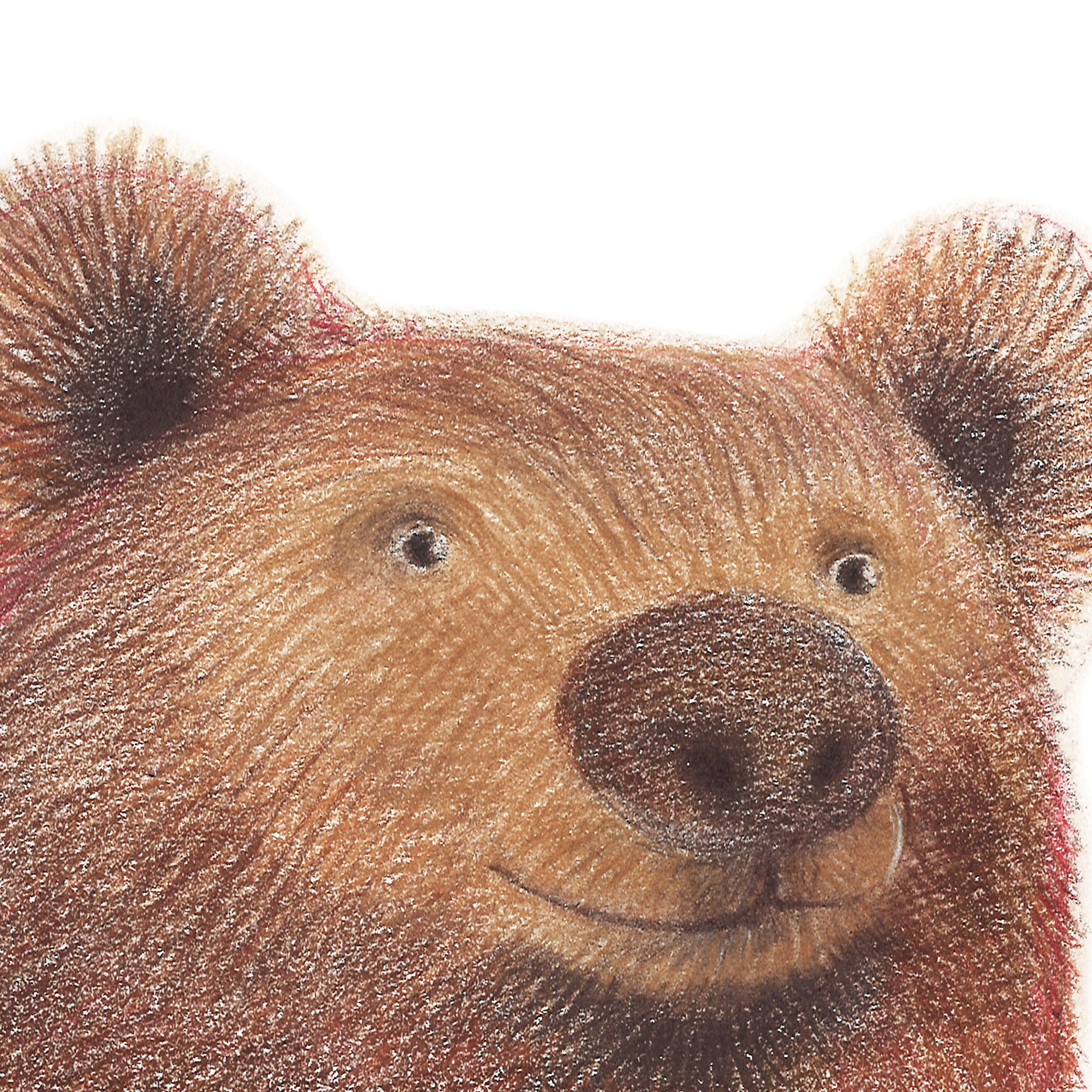 Orso