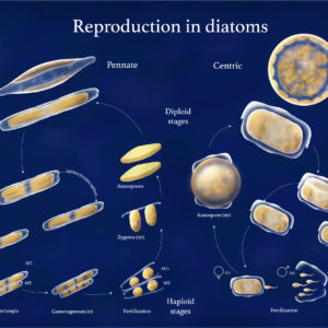 Reproduction in diatoms