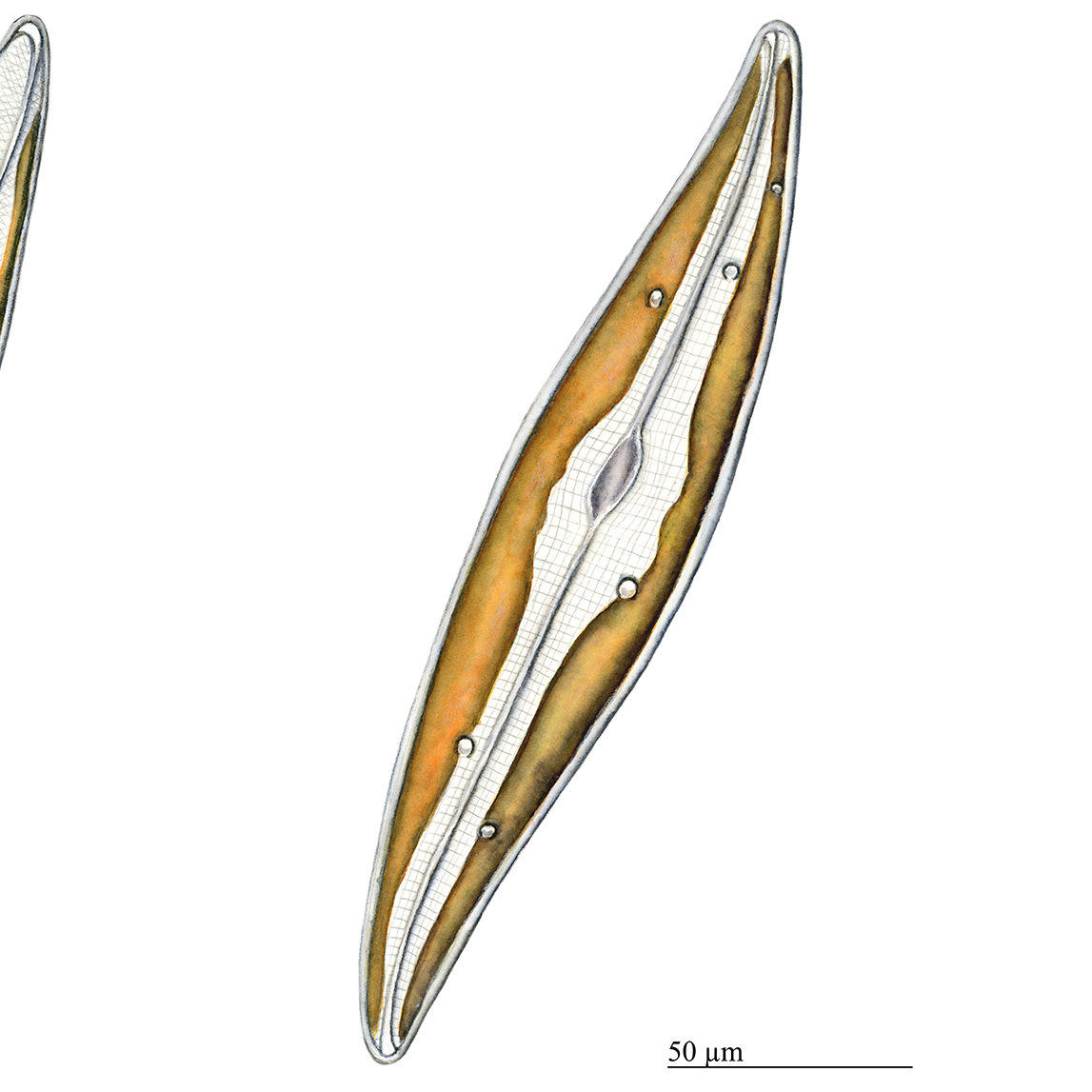 Pleurosigma vs Gyrosigma