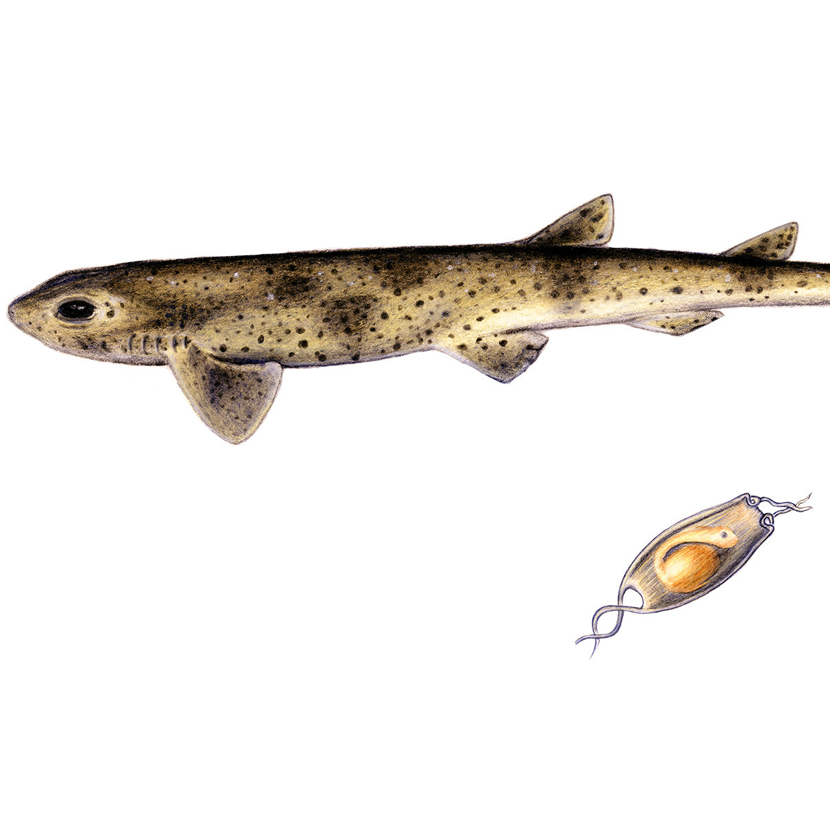 The dog fish and his egg