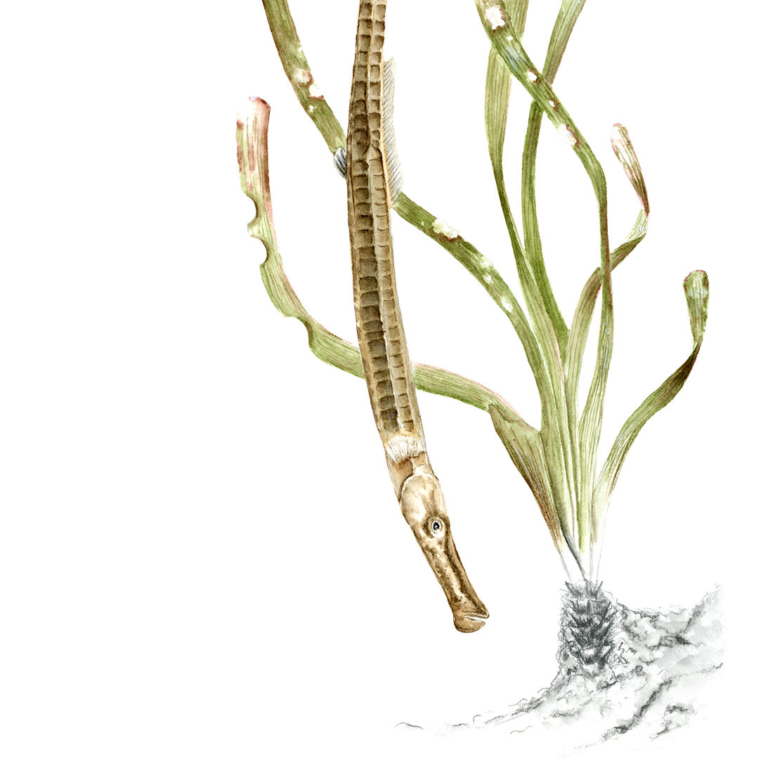 Syngnathus typhle tra le foglie di Posidonia oceanica