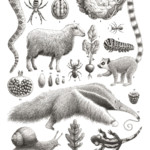 <b>Sesto giorno</b> di Andrea Oberosler - Genesi ° penna bic nera ° </br>Illustrati, Logos Edizioni ° edita <a style="border-left: 5px solid #aa1c1e; padding: 0 2%;" href="http://www.instagram.com/andrea_oberosler" target="_blank">@andrea_oberosler</a> Sesto giorno