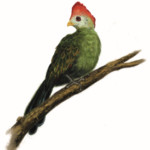 <b>Turaco Cresta Rossa</b> di Giulia Perez - digitale ° inedita <a style="border-left: 5px solid #aa1c1e; padding: 0 2%;" href="http://www.giuliaperez.it" target="_blank">www.giuliaperez.it</a> Turaco Cresta Rossa