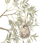 <b>Pendolino al nido su salice bianco</b> di Sabrina Luoni </br>acquerello su carta - inedito </br><a style="border-left: 5px solid #aa1c1e; padding: 0 2%;" href="http://www.sabrinaluoni.com" target="_blank">www.sabrinaluoni.com</a> Pendolino al nido su salice bianco