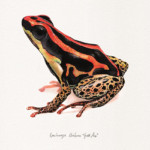 <b>Ranitomeya Uakarii "Gold Leg"</b> di Luciana Leone </br>Acquerelli e matite colorate - inedito </br><a style="border-left: 5px solid #aa1c1e; padding: 0 2%;" href="https://www.instagram.com/loobyart/?hl=en" target="_blank">www.instagram.com/loobyart/</a> Ranitomeya Uakarii "Gold Leg"