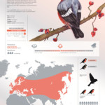 <b>Ciuffolotto comune, infografica</b> di Luisa Somaschini </br>acquerello, matita e digitale - inedito <a style="border-left: 5px solid #aa1c1e; padding: 0 2%;" href="http://www.luisasomaschini.it" target="_blank">www.luisasomaschini.it</a> Ciuffolotto comune, infografica