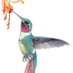 <b>Colibrì e Mombrezia</b> di Claudio Cristiani - acquerello - inedito <a style="border-left: 5px solid #aa1c1e; padding: 0 2%;" href="http://www.autoridimmagini.it/soci/89/cristiani-claudio/" target="_blank">autoridimmagini.it/soci</a> Colibrì e Mombrezia