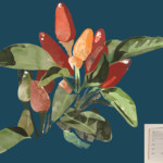 <b>Peperoncino</b> da Spezie di Elena De Giorgi - digitale - edito da Circolo Aziendale Generali <a style="border-left: 5px solid #aa1c1e; padding: 0 2%;" href="https://www.wiponline.it" target="_blank">www.wiponline.it</a> Peperoncino